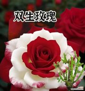 四朵玫瑰花在家中摆放的寓意是什么？