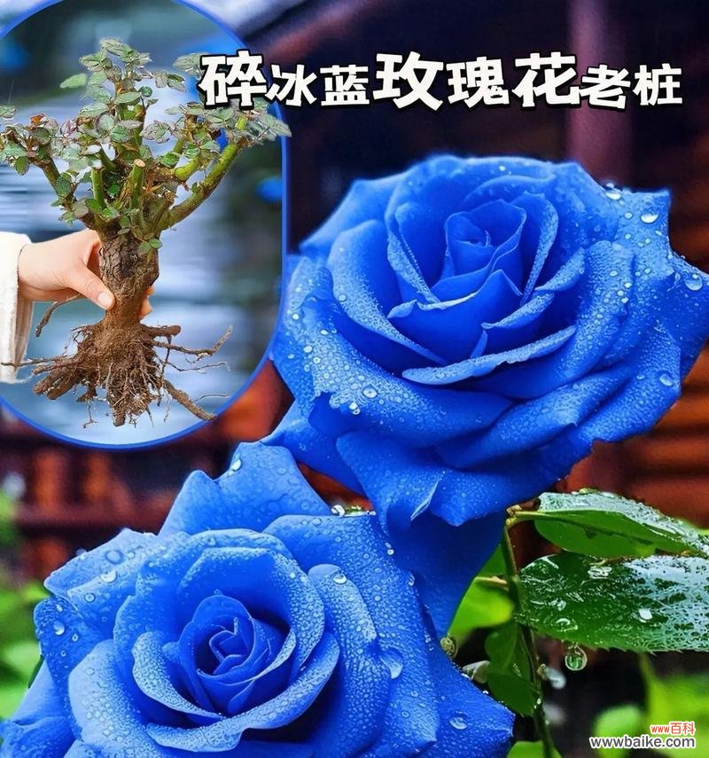 蓝色玫瑰花手工花语是什么？蓝色手工玫瑰的特别含义是什么？