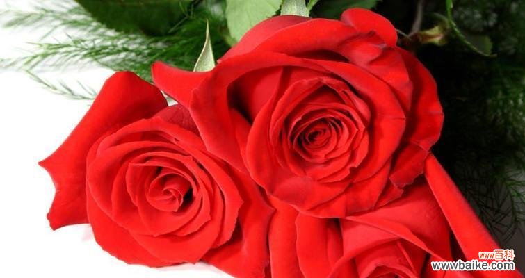 三朵玫瑰花共同的寓意是什么？