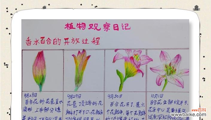 雾培百合的生产过程有何特别之处？