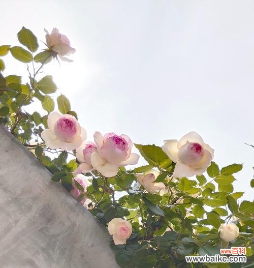 蔷薇花的花语有哪些？蔷薇象征着什么？