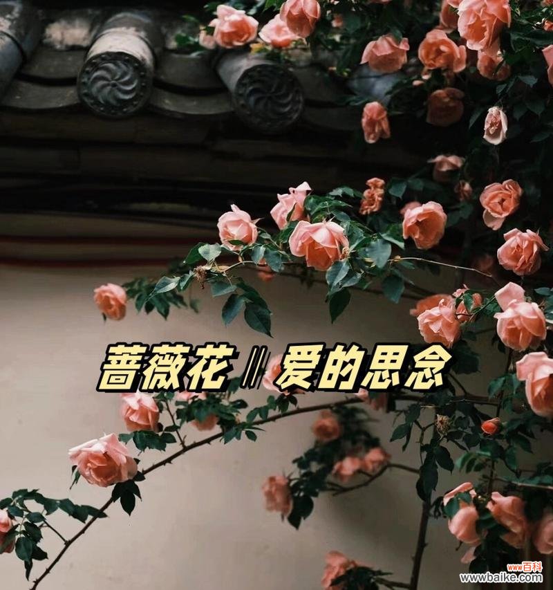 蔷薇花的花语有哪些？蔷薇象征着什么？