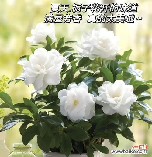 栀子花的寓意有哪些？