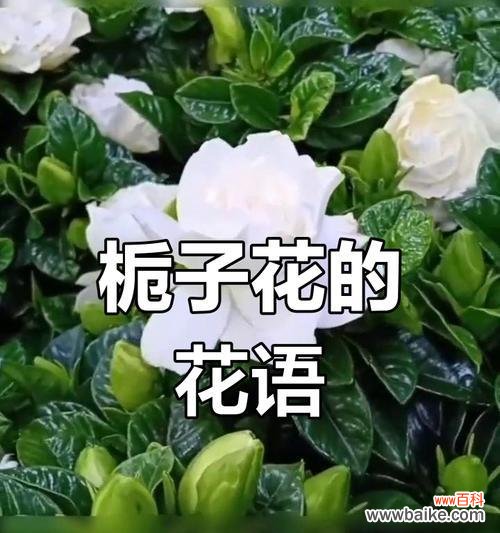 栀子花的寓意有哪些？