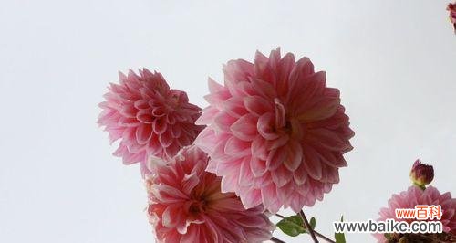 探寻大丽花的神秘符号与意义 大丽花的花语