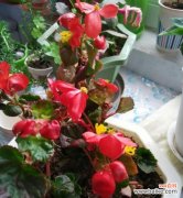 探寻海棠花的美丽与意义 四季海棠花语