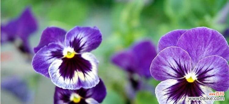 探寻蝴蝶花的意义与魅力 蝴蝶花的花语——自由与美丽