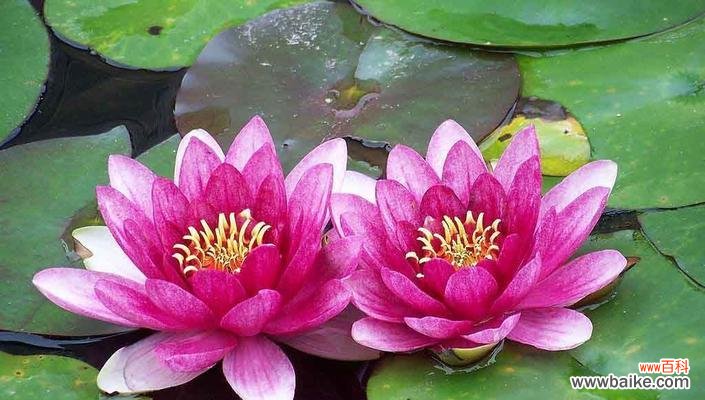 探究睡莲花的涵义及象征意义 睡莲花语