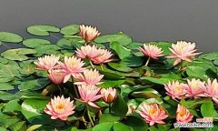 探究睡莲花的涵义及象征意义 睡莲花语