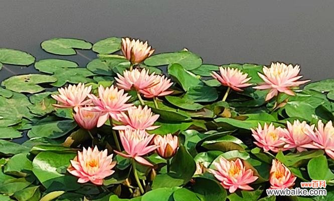 探究睡莲花的涵义及象征意义 睡莲花语