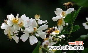 怀念逝去的爱与坚守未来的情 荼蘼花语之爱与思念