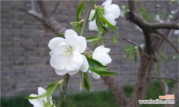 怀念逝去的爱与坚守未来的情 荼蘼花语之爱与思念