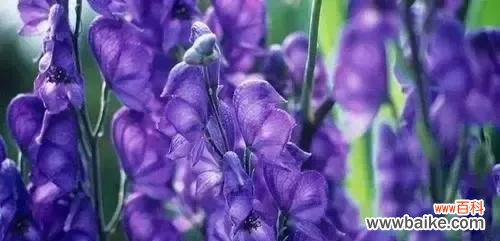 怀念逝去的爱与坚守未来的情 荼蘼花语之爱与思念