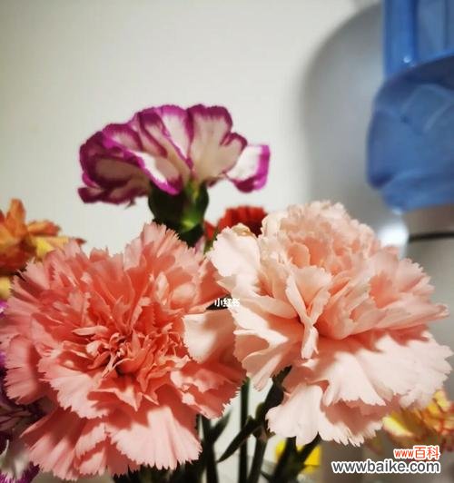 了解康乃馨的花语，传递真挚情感 送康乃馨花语解析