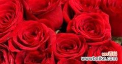 爱情与热情交织，令人沉醉 红色玫瑰花的花语含义