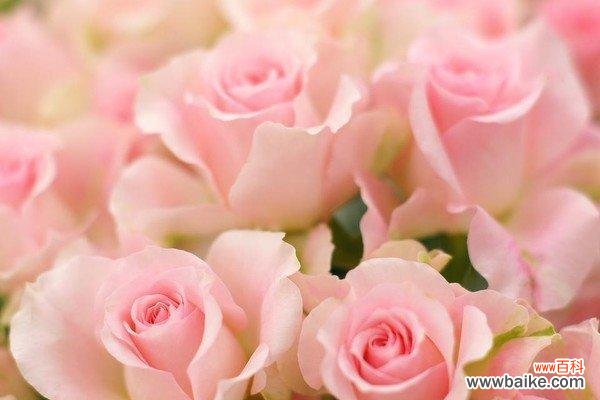 探寻粉色玫瑰花的传达意义 粉色玫瑰花的意义