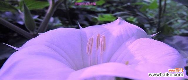 解读曼陀罗的真正含义与象征 曼陀罗花语揭秘