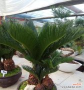 探寻铁树的神秘之花 铁树的花语