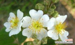 逆境中的绽放 失望的爱——以雏菊的花语为主题的文章