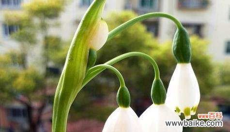 菊花花语解读及其意义探究 用菊花传递释怀的花语