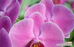 用康乃馨诉说永恒的守护 守护的爱——以康乃馨花语为主题的文章