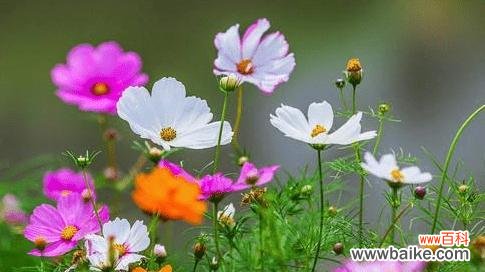 以什么花的花语是甜蜜 花语甜蜜