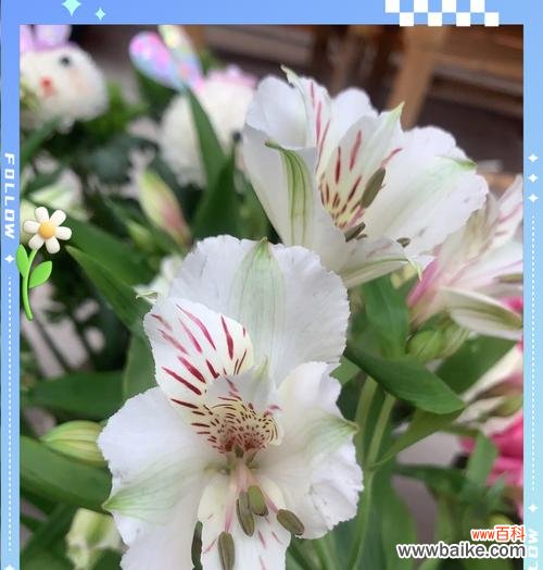 百合花的花语和寓意是什么?