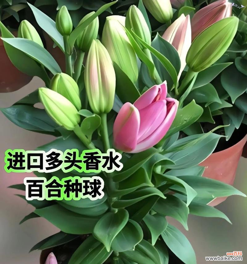 百合花的花语和寓意是什么?