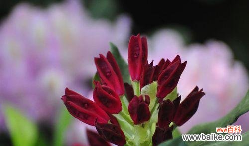 花杳这一概念有何寓意？它在花卉文化中扮演什么角色？