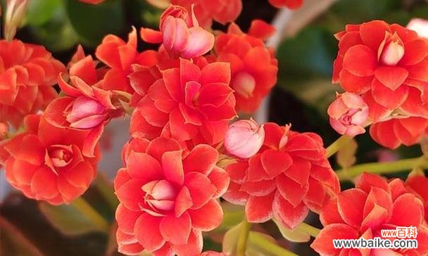 哪种花代表后悔?送这种花有什么特别含义?