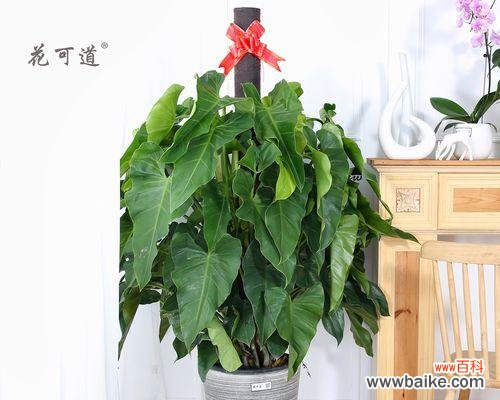 送客户什么盆栽最合适？有哪些推荐？