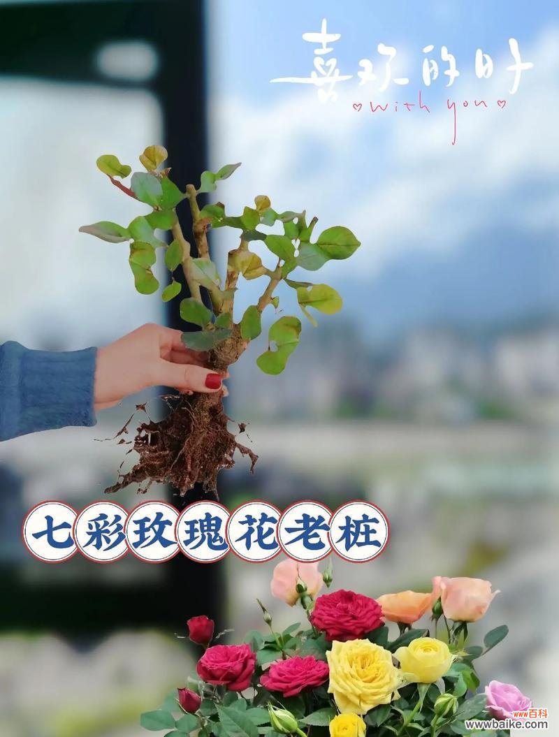 “你见过很多玫瑰花吗”这句话暗示了什么？