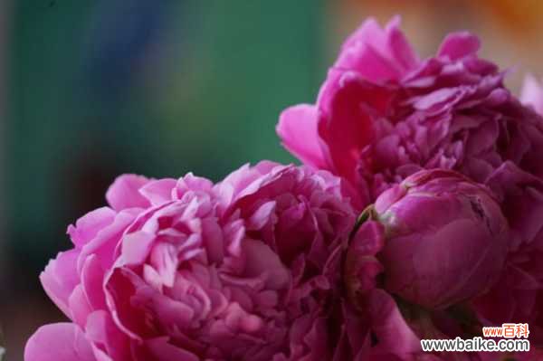 芍药有毒吗,芍药可以在室内养吗