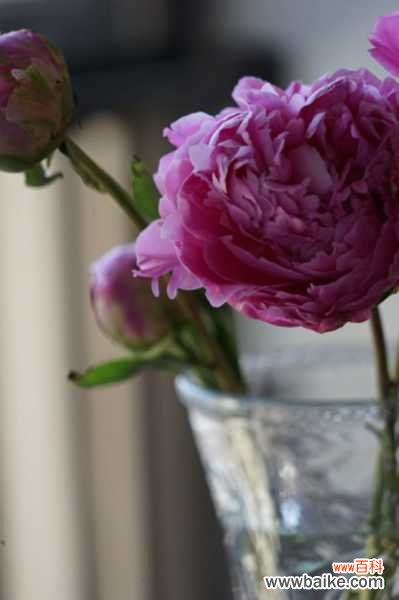 芍药有毒吗,芍药可以在室内养吗