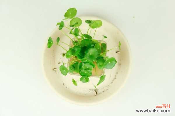 铜钱草是金钱草吗，铜钱草与金钱草的区别