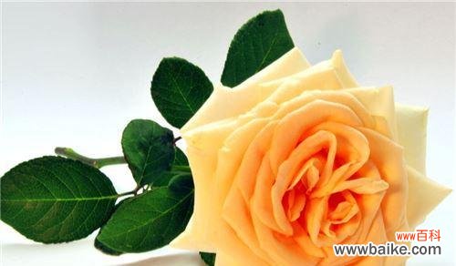 探寻花语背后的意义,传递爱情的真谛 玫瑰花的真正含义