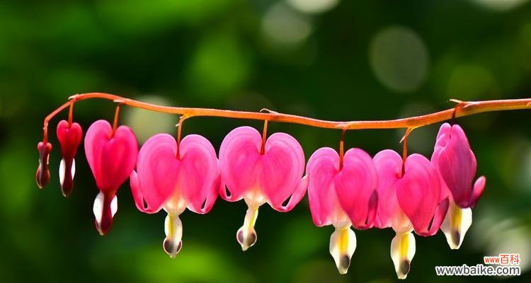 荷包牡丹的象征代表意义和花语解析 荷包牡丹，绽放的富贵之花