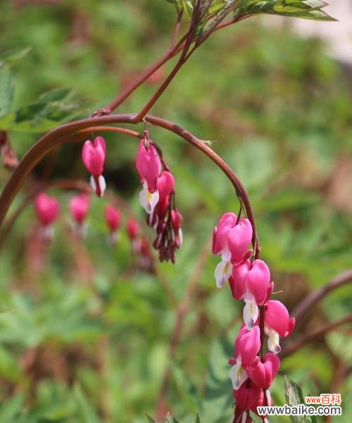荷包牡丹的象征代表意义和花语解析 荷包牡丹，绽放的富贵之花