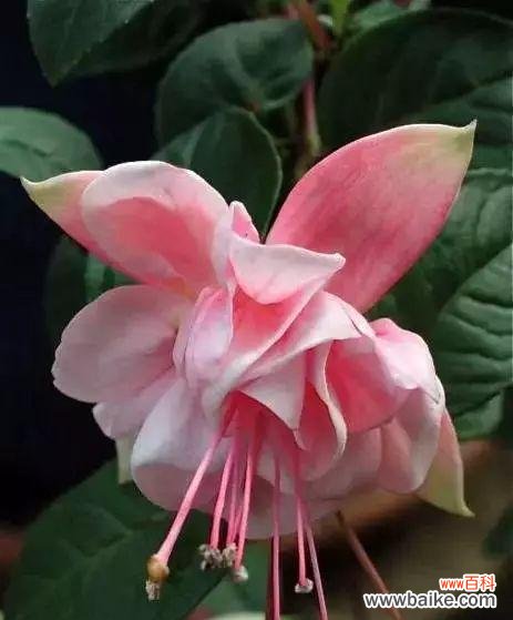 揭开倒挂金钟的八种含义 倒挂金钟的花语