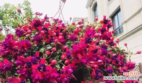 揭开倒挂金钟的八种含义 倒挂金钟的花语