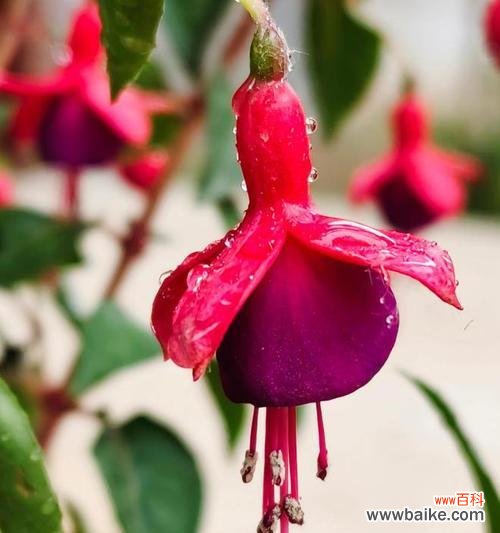 揭开倒挂金钟的八种含义 倒挂金钟的花语