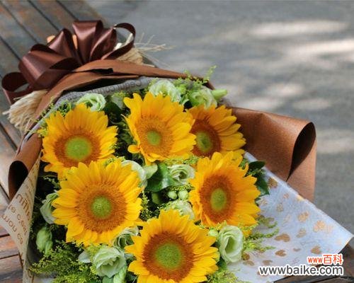 探秘太阳花的魅力与内涵 太阳花的寓意和花语