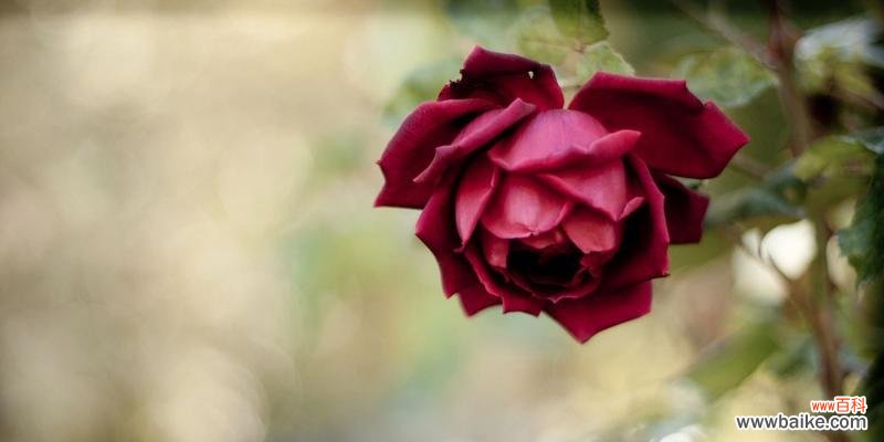 解析不同朵数玫瑰的花语和寓意 探究玫瑰花朵数的含义