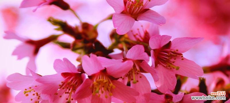 竹笋娇艳绽放，桃花迎风飘舞，诉说着怎样的情感 竹夹桃花的花语