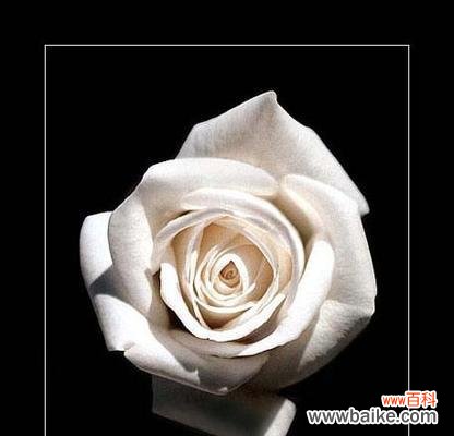 解读白瑰玫的8种花语 白瑰玫的花语