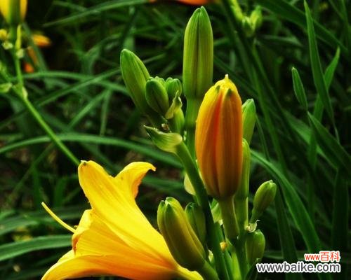 揭秘金娃娃萱草的美丽花语 金娃娃萱草的花语和意义
