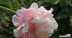 探究芍药花的含义与象征 芍药花语与寓意