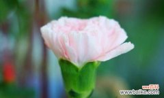 康乃馨的花语意义及文化内涵分析 康乃馨的花语——传递爱的美好