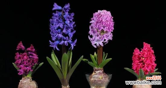 探究风信子的文化内涵 风信子的含义与象征