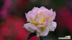 探寻月季花的寓意 月季花语